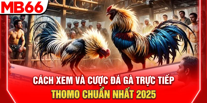 Cách Xem Và Cược Đá Gà Trực Tiếp Thomo Chuẩn Nhất 2025 6 Cách Xem Và Cược Đá Gà Trực Tiếp Thomo Chuẩn Nhất 2025