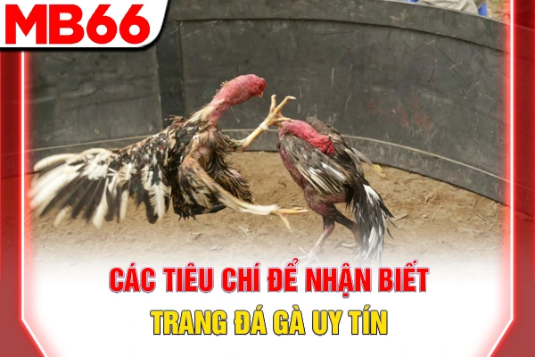 Trang Đá Gà Uy Tín - 3 Tiêu Chí Chọn Sân Chơi Minh Bạch 5 Các tiêu chí để nhận biết trang đá gà uy tín