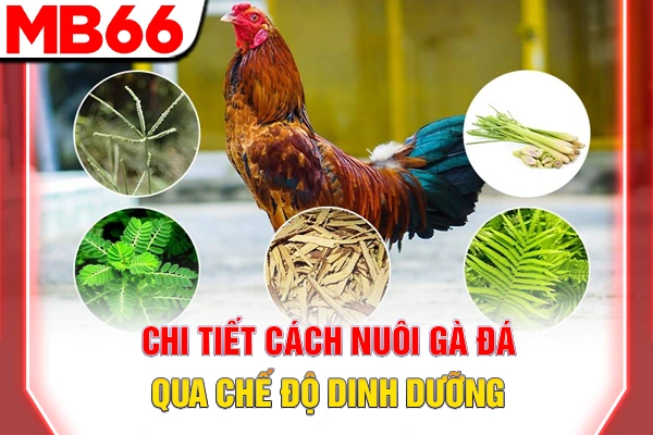 Chi tiết cách nuôi gà đá qua chế độ dinh dưỡng