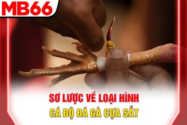 Sơ lược về loại hình cá độ đá gà cựa sắt